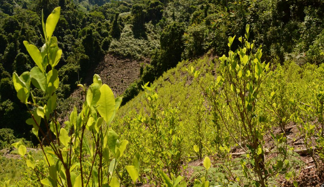 Proyectos ley hoja de coca: Proyecto de ley busca regular la hoja de coca y sus derivados