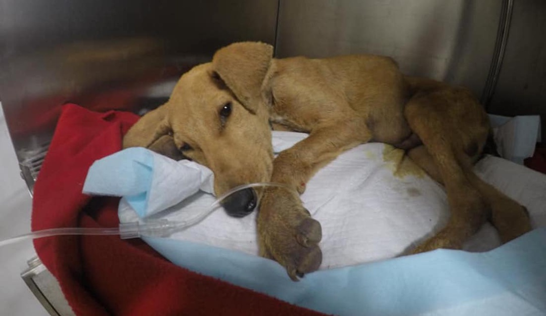 Abuso sexual perro Chile: Fallece cachorro que fue abusado sexualmente en Chile