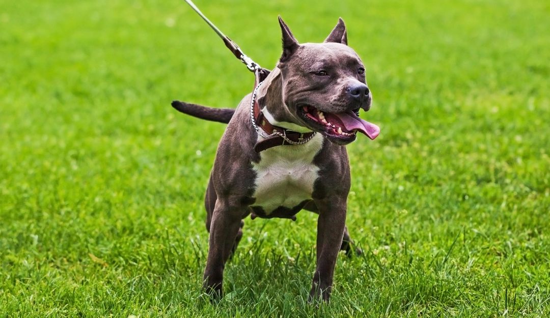 Animales salvajes: Perro pitbull mató a su dueña de 84 años en su casa en Florida