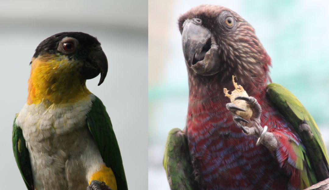 Zoológicos crisis Covid 19 pandemia: Recursos para alimentar fauna silvestre de zoológicos en Cundinamarca