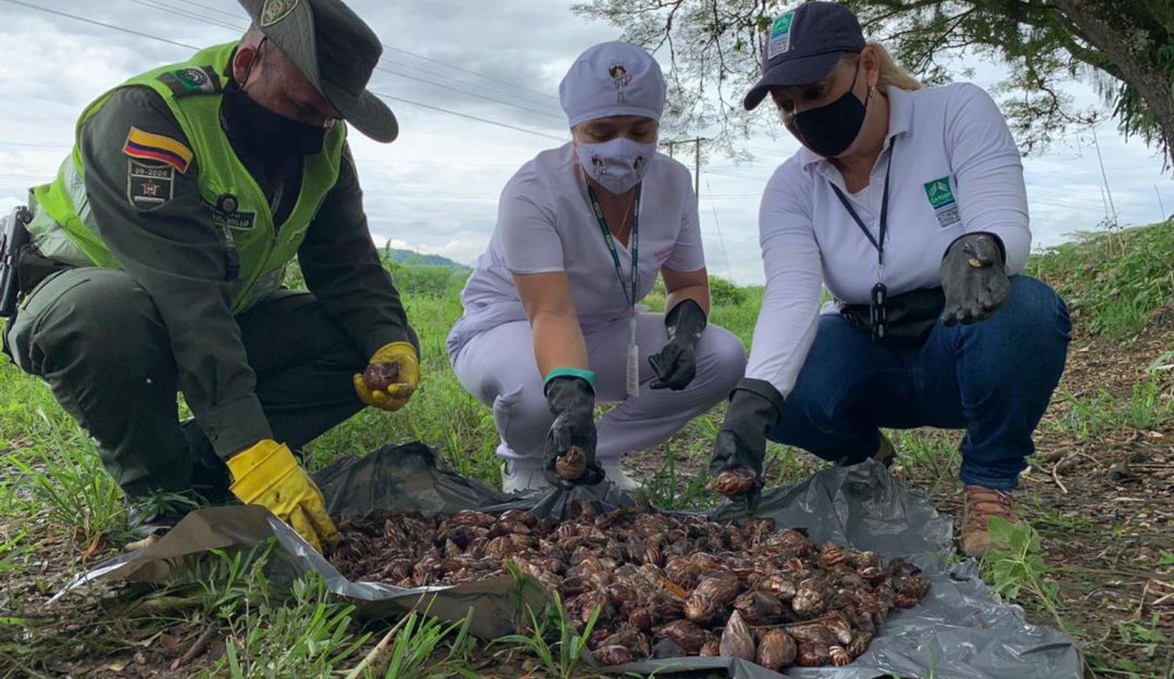 Caracol africano en Risaralda: Nuevamente hay alerta en Risaralda por proliferación del caracol africano