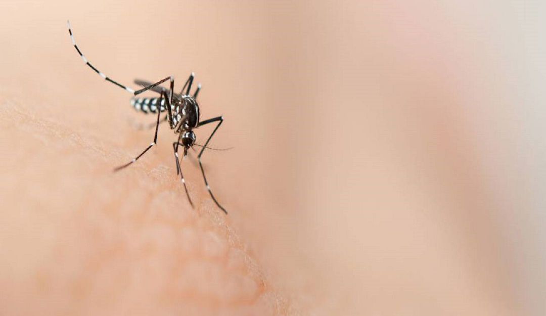 Dengue en el Valle del Cauca: Continúa la alerta por dengue en el Valle del Cauca