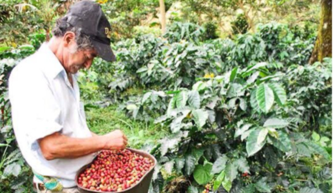Caficultores de Manizales: Zona rural se beneficia con entrega de insumos para productividad cafetera