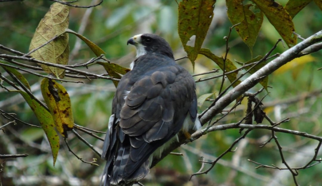 Noticias Huila: Gavilán regresa a su hábitat natural en el Huila