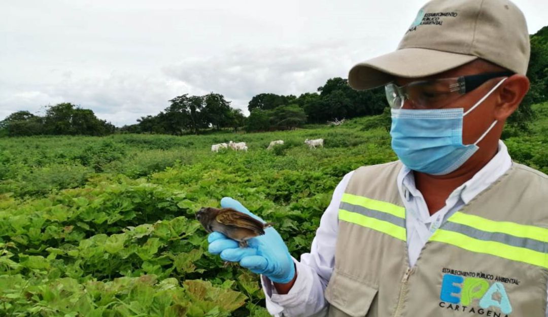animales rescatados: Este año van 478 animales rescatados por el EPA Y la Policía Ambiental