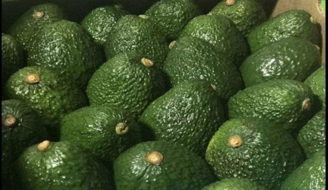 Convenido de aguacate en Aranzazu Caldas: En Aranzazu se firmó un acuerdo de buenas prácticas en cultivos de aguacate