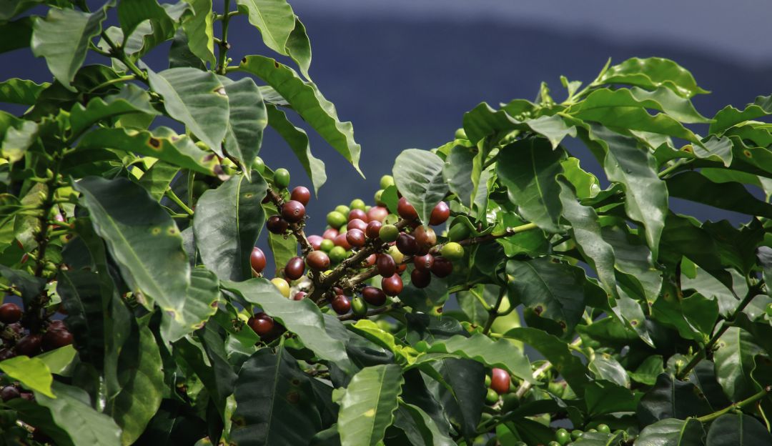Cafeteros risaraldenses crearán marca de café: Caficultores risaraldenses podrían tener su propia marca de café