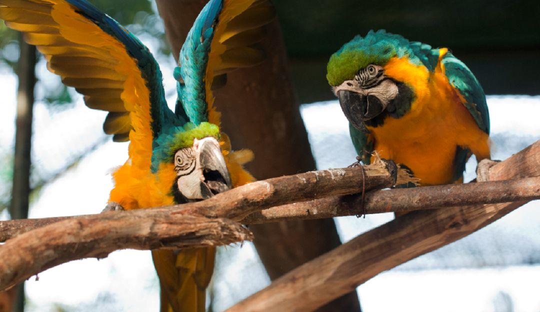 Zoo de Barranquilla: Zoo de Barranquilla se prepara para reabrir sus puertas