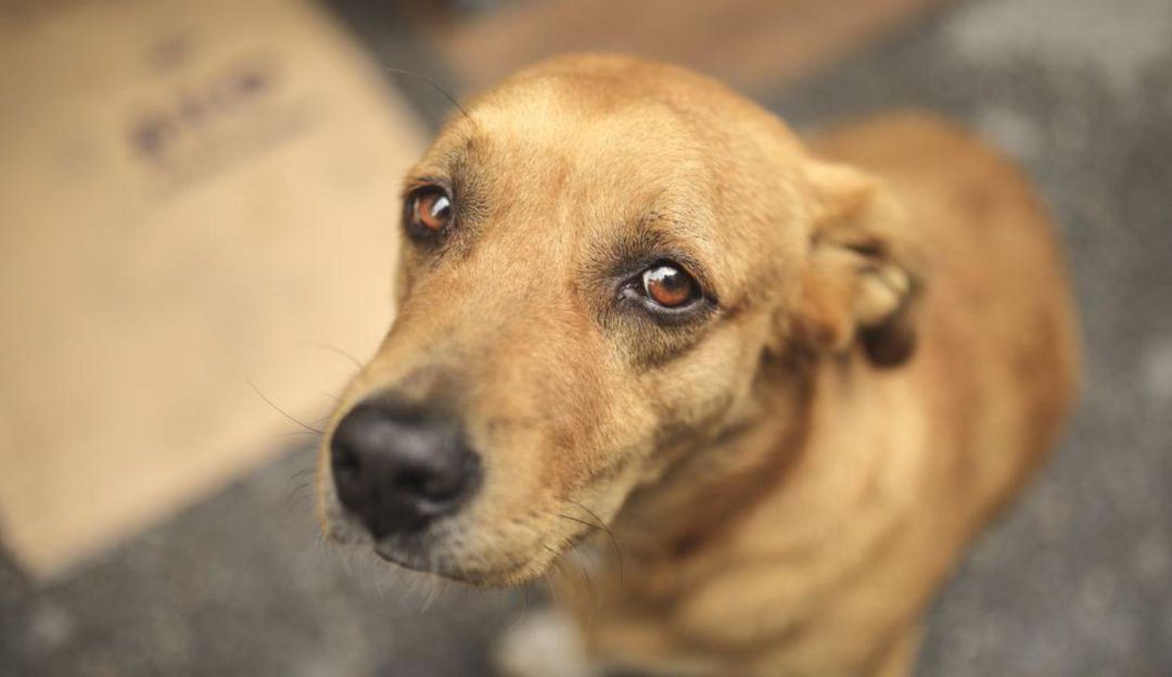 Murió perrita que fue atacada por un hombre en situación de calle: Fue capturado el hombre que mató a una perrita de una patada en Pereira