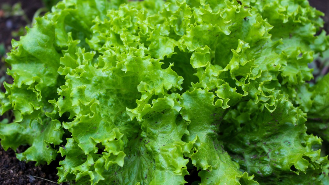 ¿Cómo mantener la lechuga fresca por más tiempo?