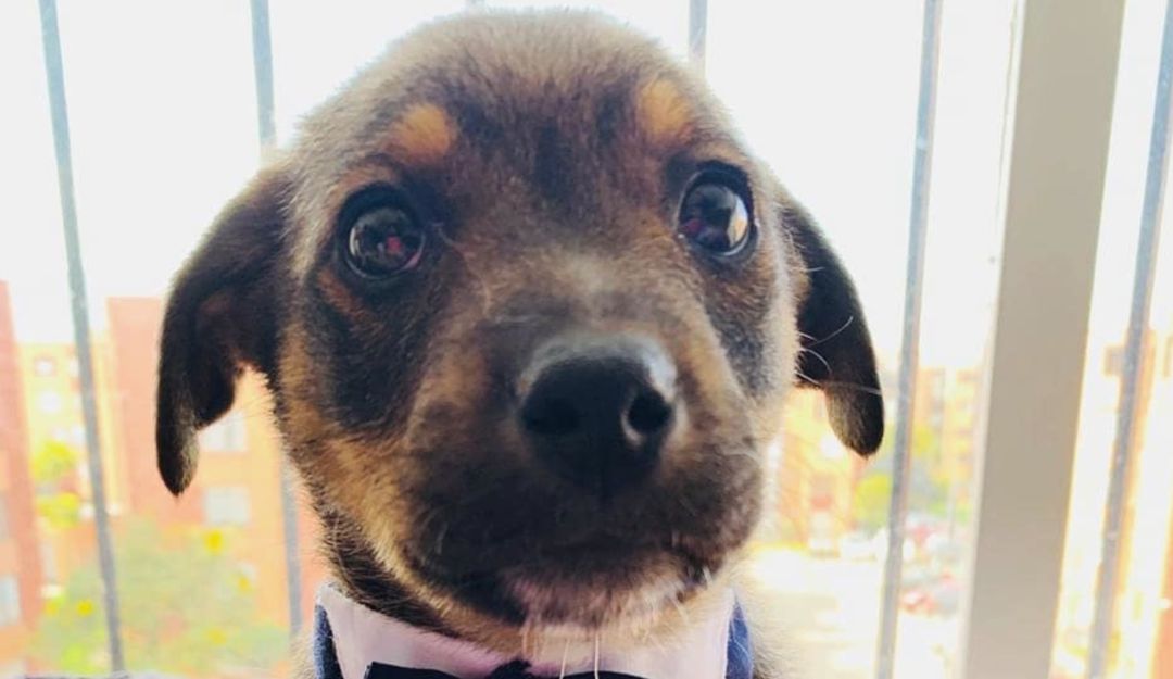 Perro Vicente adopción: Perrito que dejaron "Vestido y alborotado" encontró nuevo hogar