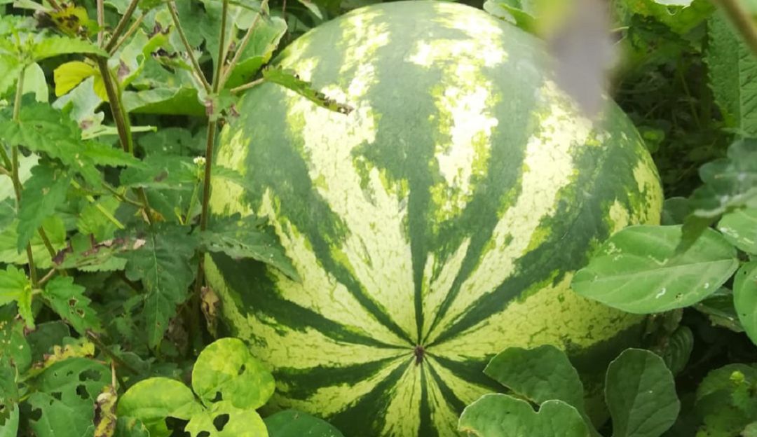 Patilla cultivada en El Retorno, Guaviare