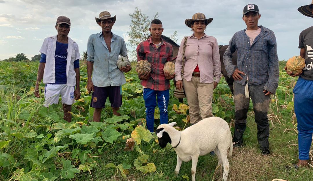 Productores de auyama en Pinillos