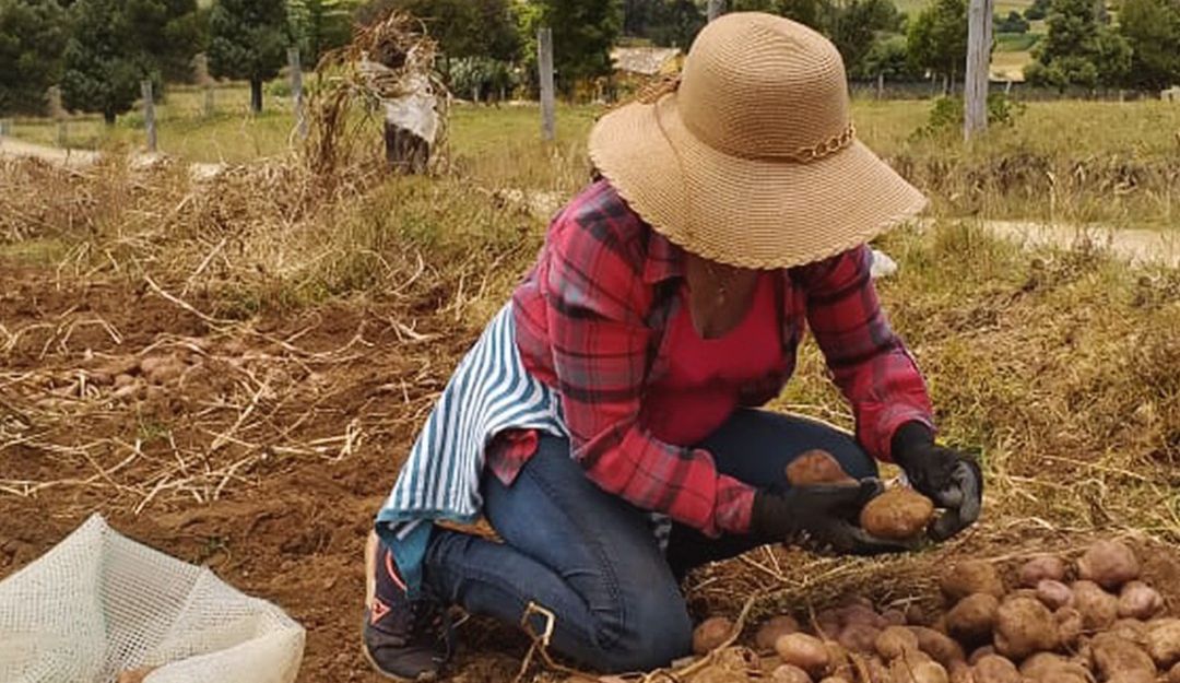 Cultivadora de papas en Boyacá