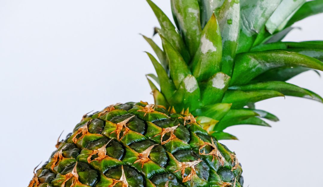 Piña a Canadá: Listo el primer embarque de piña al mercado de Canadá: MinAgricultura