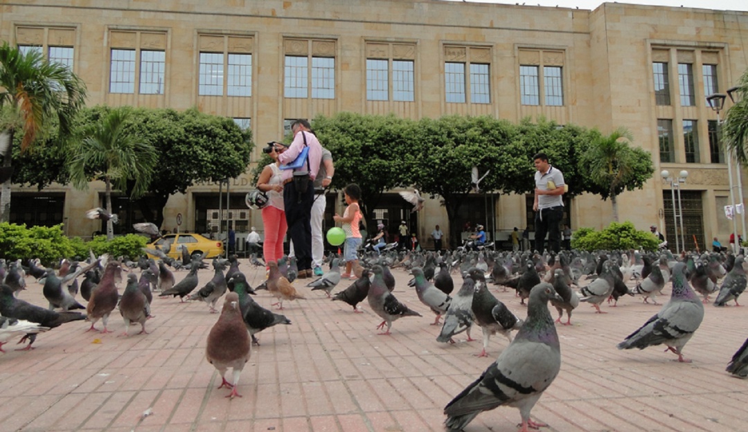Método para controlar la natalidad de las palomas en el parque Santander: Animalistas piden al Alcalde reconsiderar uso de ultrasonido en palomas