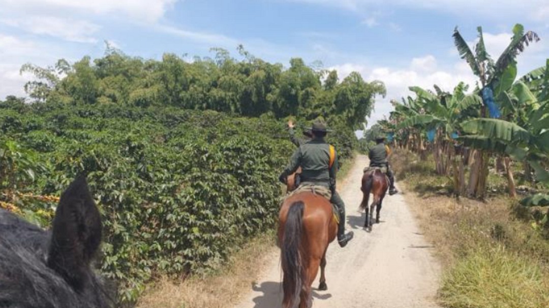 300 policías reforzarán la seguridad para cosecha cafetera en el Quindío