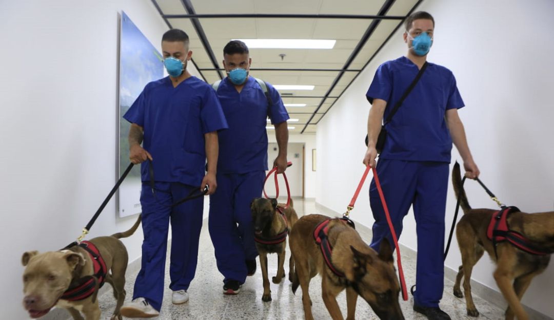 Perros que detectan COVID-19 trabajarán en la Gobernación de Antioquia: Perros que detectan COVID-19 trabajarán en la Gobernación de Antioquia