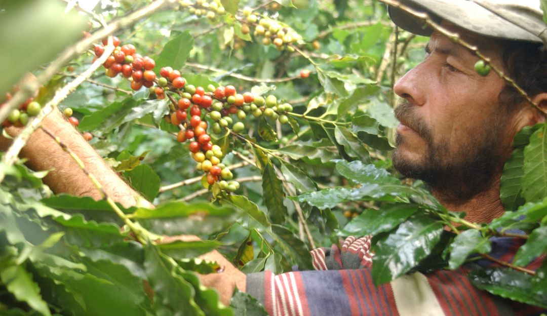 Recolectores de la cosecha cafetera de Risaralda: Recolectores de Risaralda tendrán hospedaje si salen positivos de COVID-19