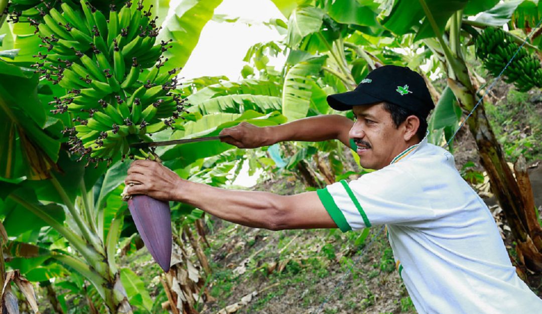 Seguridad Laboral: Trabajo en el agro tuvo alta accidentalidad laboral en primer semestre