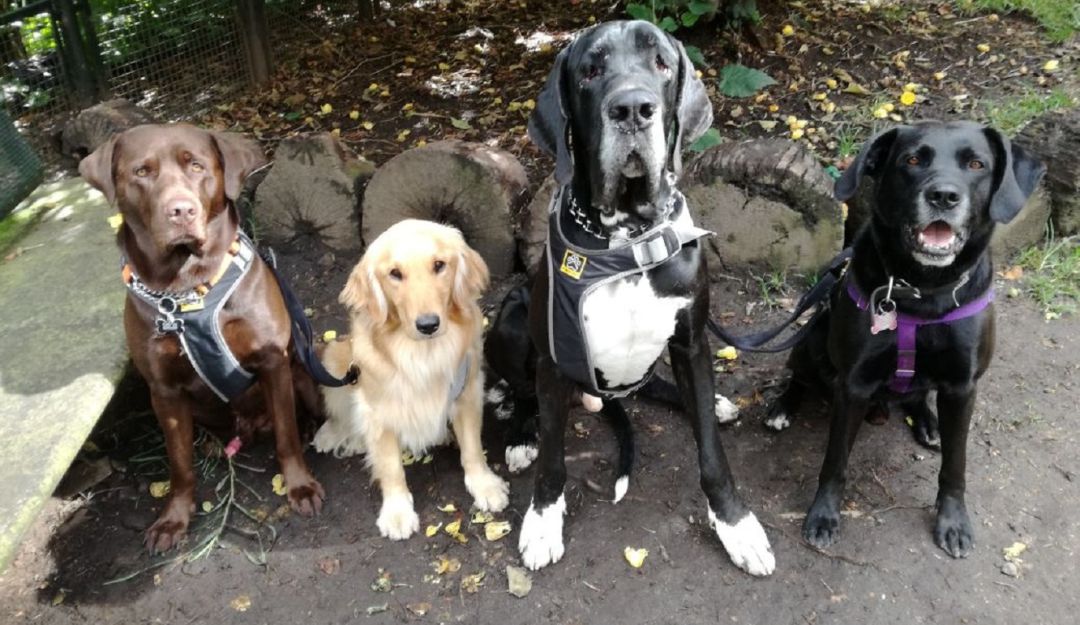 Mascotas en Bolívar: Jornadas de atención preventiva para perros y gatos en Bolívar