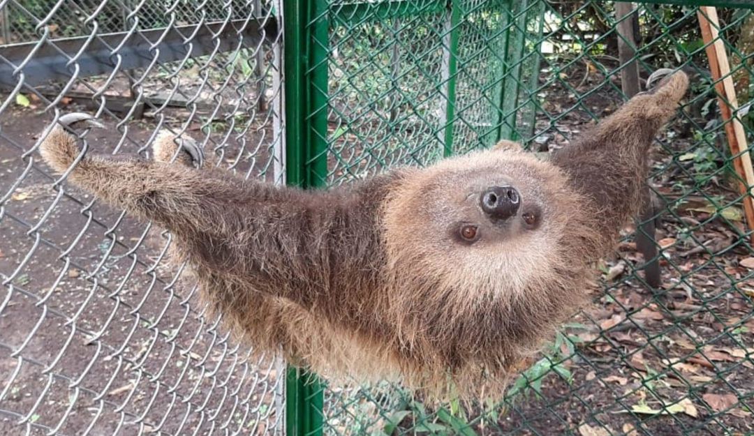 Retornan fauna silvestre del Huila a su hábitat natural