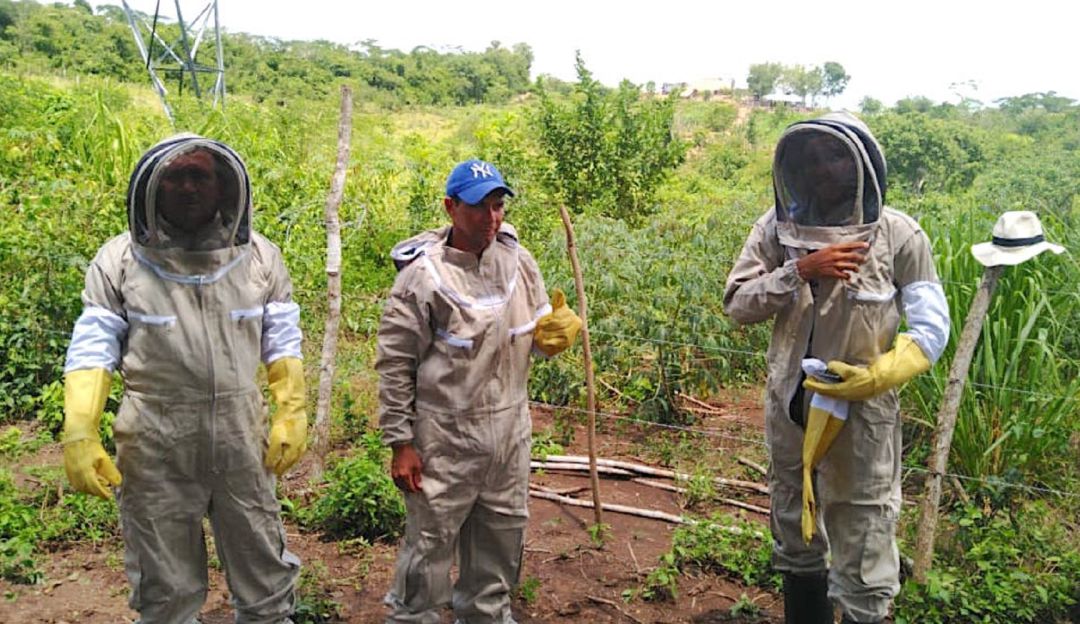 Campesinos de Bolívar: Campesinos bolivarenses firman alianza para comercializar miel de abeja