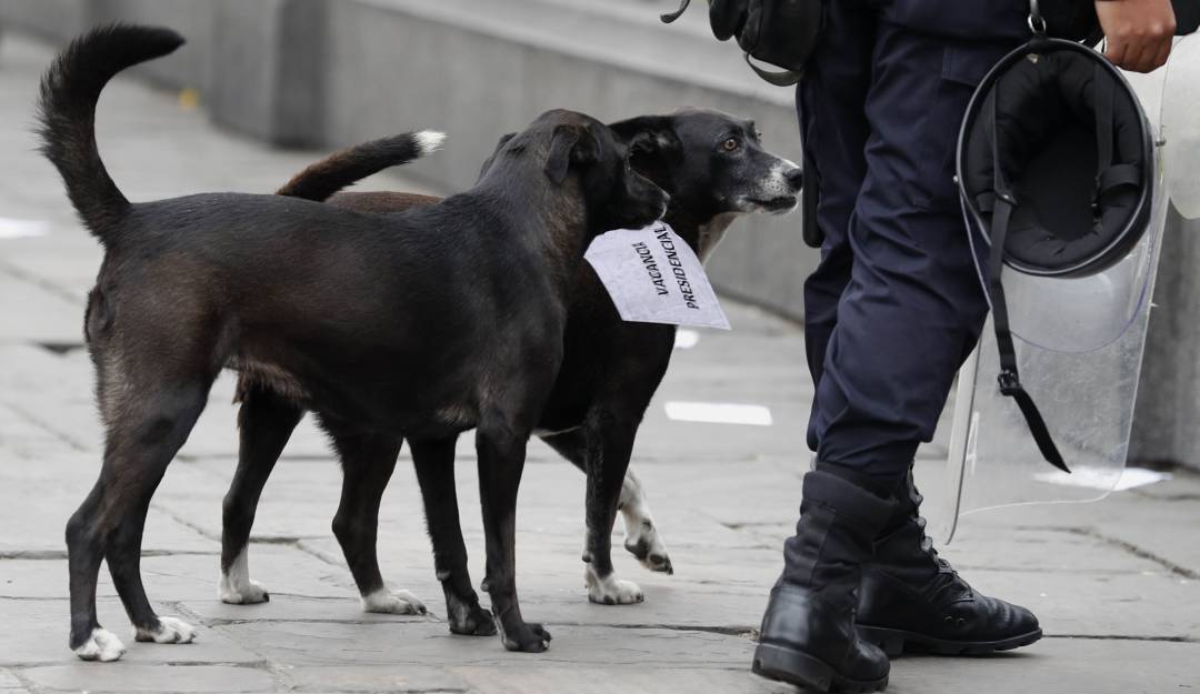 Los perros podrían detectar a las personas contagiadas: Finlandia inició ensayo con perros para detectar el COVID-19