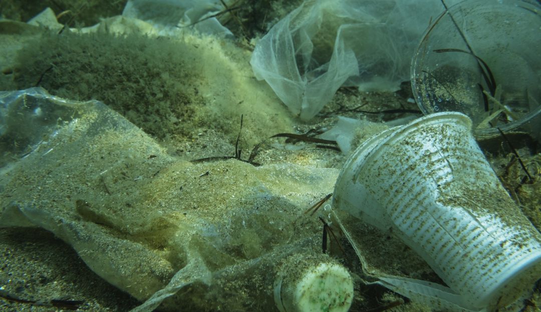 Peces consumen plástico: Investigadores encuentran partículas de plástico en peces del Pacífico