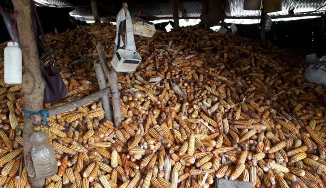 Pérdida bultos de maíz en Pinillos Bolívar: 400 bultos de maíz están a punto de perderse en zona rural de Pinillos