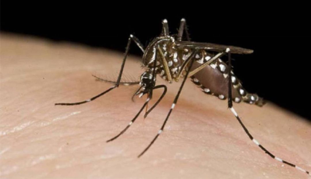 Aumento de casos de dengue en Risaralda: Alarmante aumento de casos de dengue en Risaralda