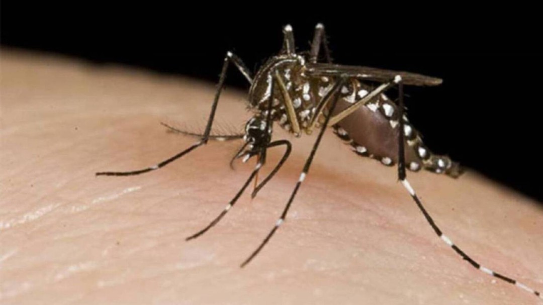Alarmante aumento de casos de dengue en Risaralda