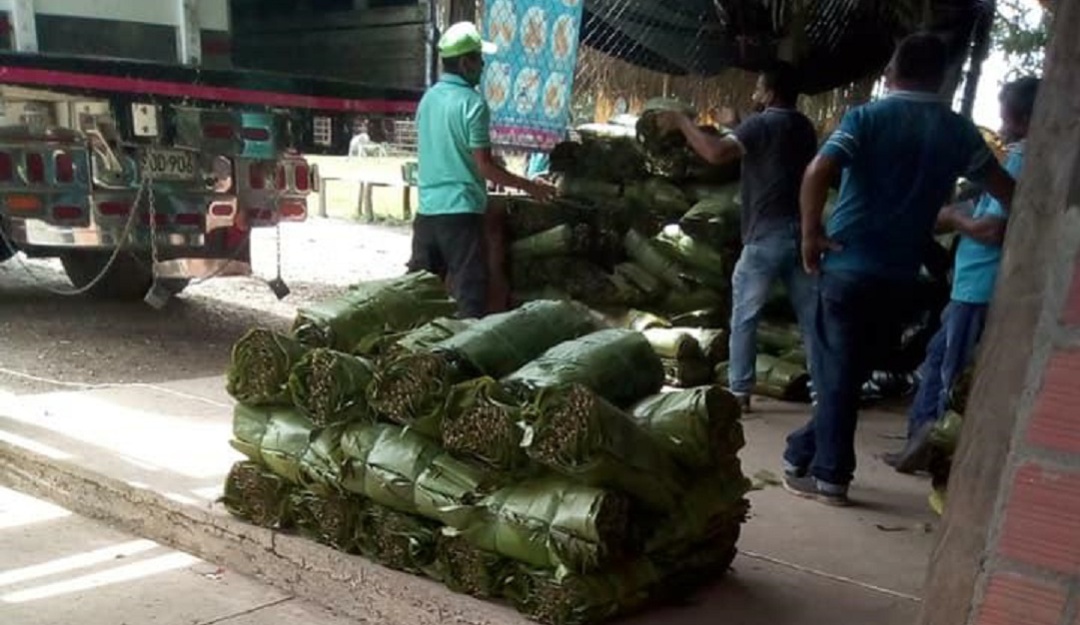 Hojas para tamales Tolima: El sur del Tolima tendrá centro de acopio de hoja de cachaco
