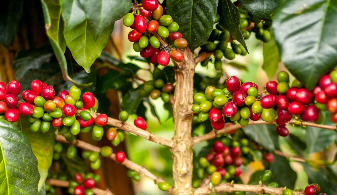Recoleccion cafetera 2020: En Antioquia hay trabajo para recoger café