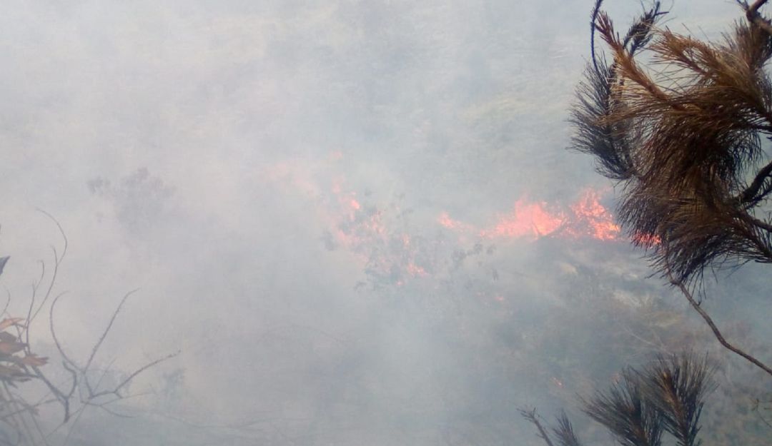 Incendio forestal en Tocotá: Incendio forestal en Tocotá, kilómetro 30 de la vía al mar