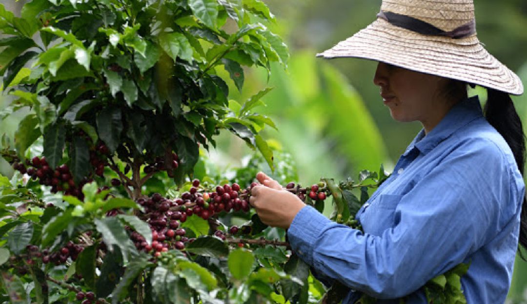 Noticias Tolima: Cafeteros del Tolima finalistas en Concurso Nacional de Calidad