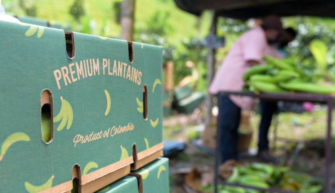 Exportación de plátanos desde Risaralda: 25 mil kilos de plátano cultivados en Risaralda serán exportados a Europa