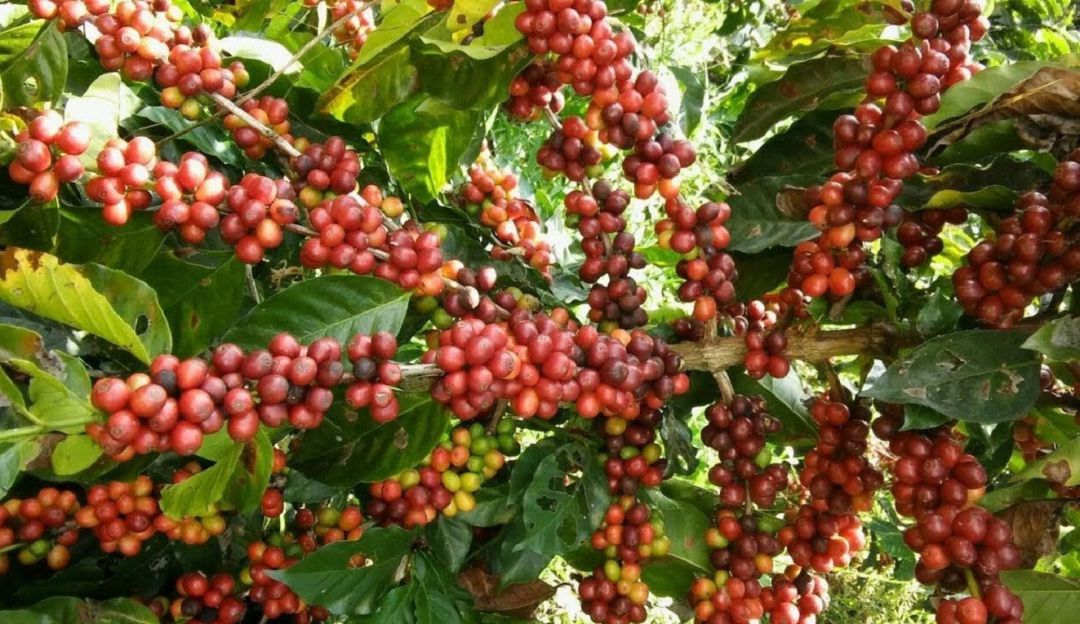 Café de Caldas