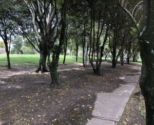 La arborización urbana como cultura del ciudadano: Conif La arborización urbana como cultura del ciudadano: Conif
