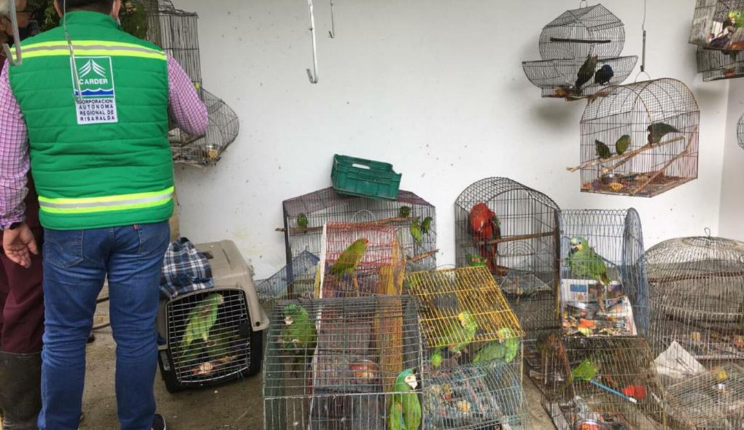 Animales en cautiverio en Risaralda: Recuperan 32 animales silvestres que estaban en cautiverio en Risaralda