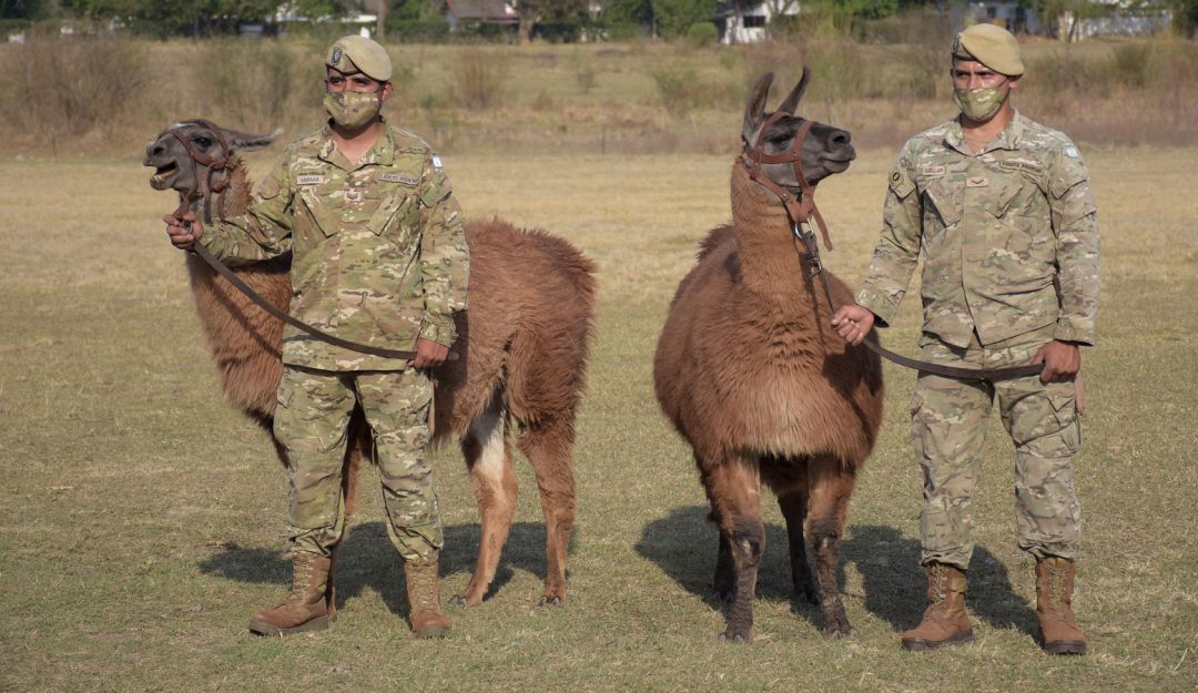 Llamas Ejército Argentina: Llamas militares, los curiosos nuevos integrantes del Ejército de Argentina
