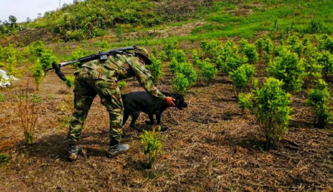 Cultivos ilícitos en Bolívar: 2.012 hectáreas de cultivos ilícitos erradicadas voluntariamente en Bolívar