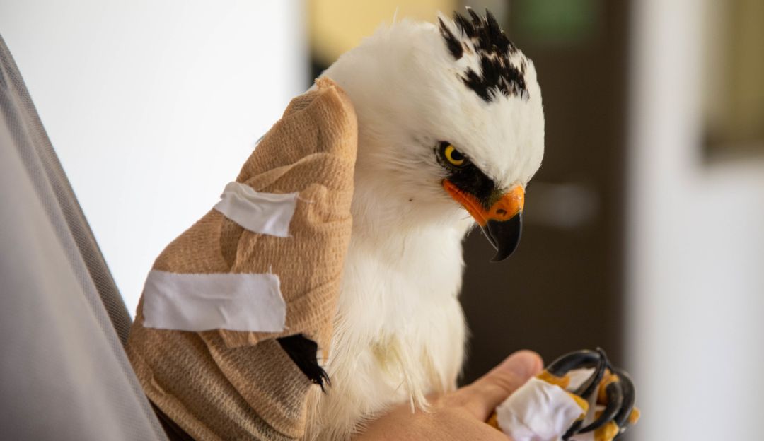 Cacería ilegal de aves en Colombia: Águila recibió un disparo que fracturó su ala y fue operada en Pereira
