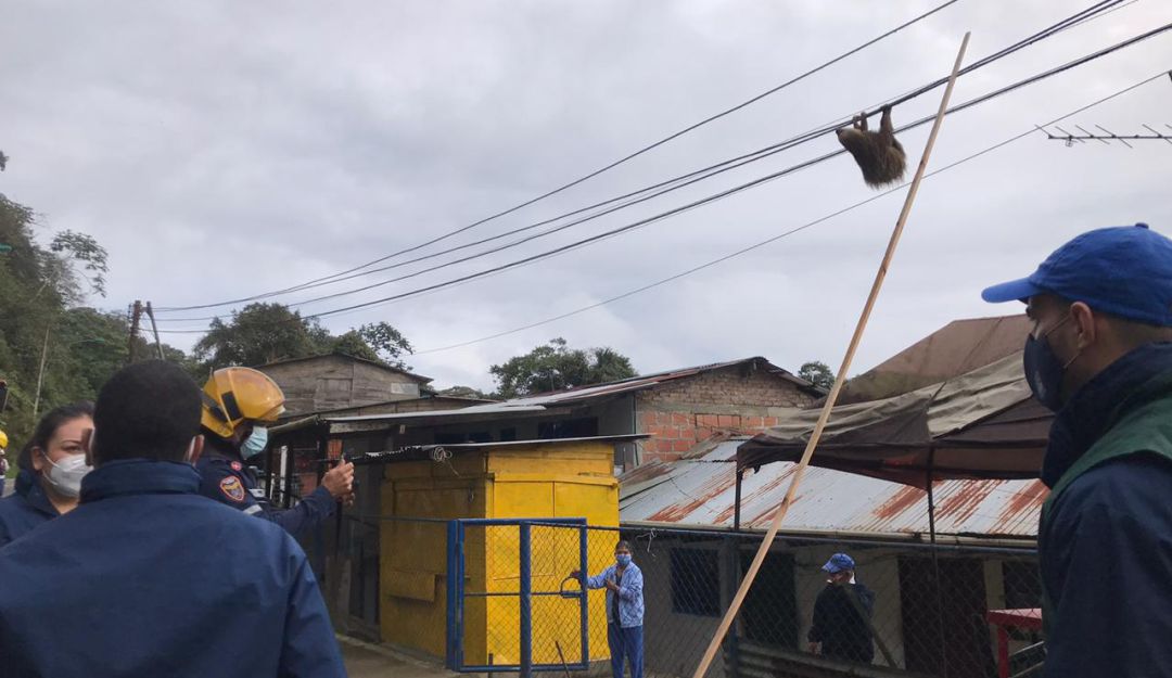 Perezoso rescatado en el Km 18: Rescatan a un perezoso que colgaba en cuerdas de energía del km 18