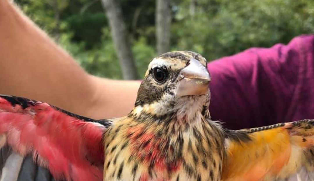 Hallan un extraño pájaro mitad hembra y mitad macho