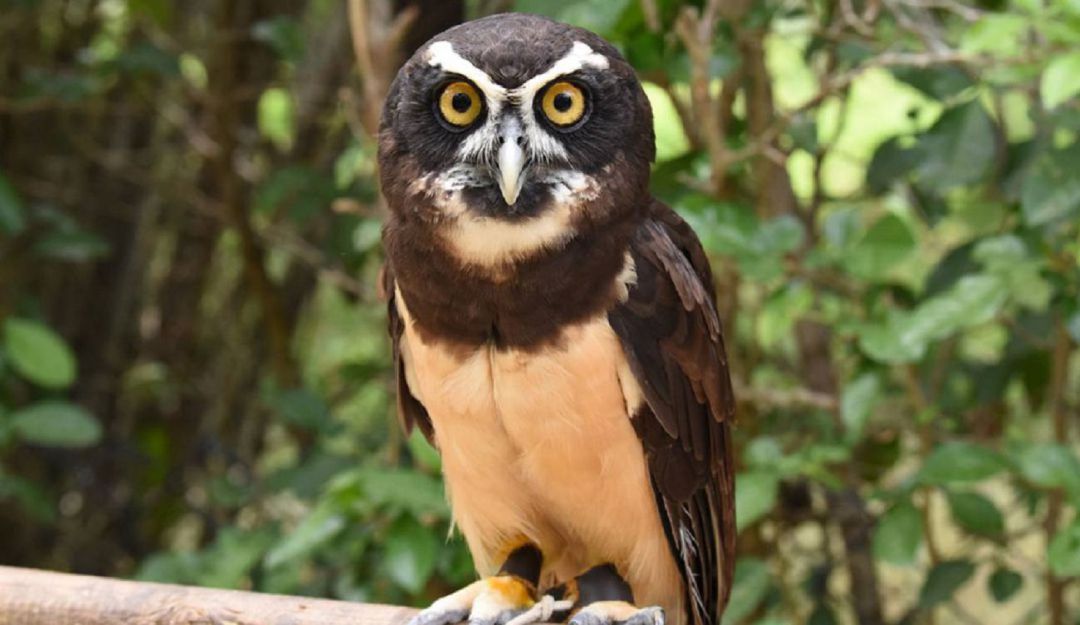 Reapertura Aviario Nacional de Colombia en Barú Cartagena: Aviario Nacional de Colombia en Barú reabrirá sus puertas el 16 de octubre