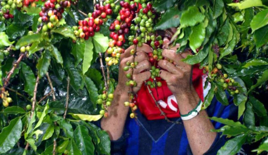 Recolección de café en Risaralda: El 40 % del café recolectado en Risaralda ha sido de baja calidad