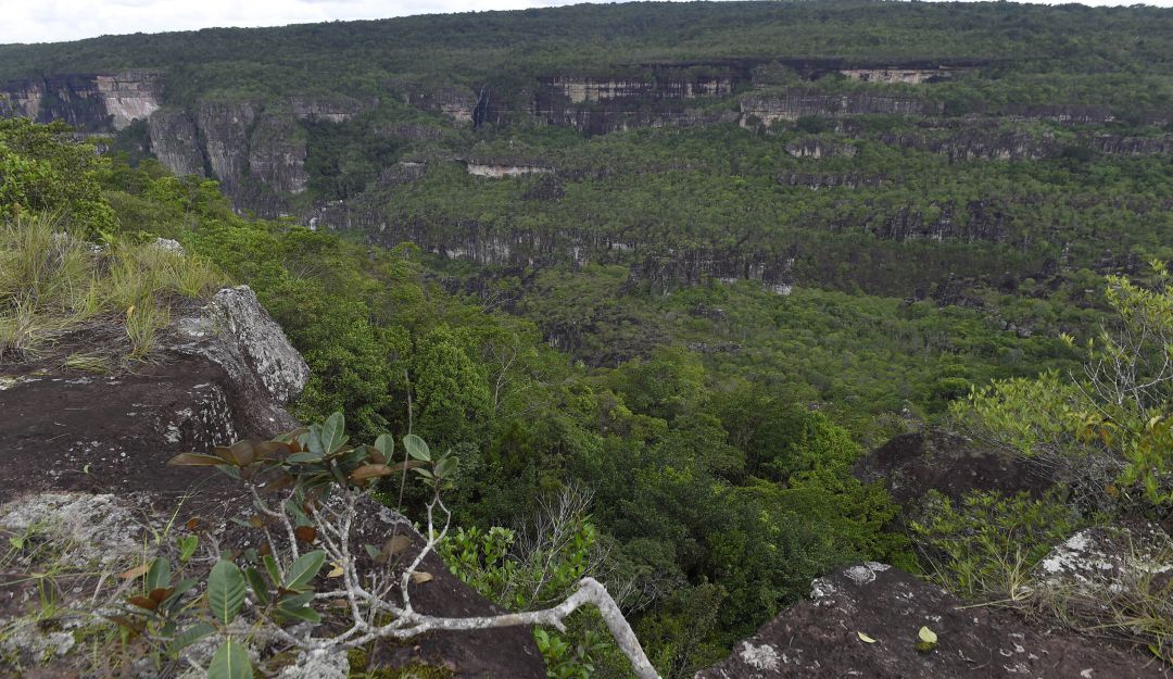Fiscalía: Recuperan 1.461 hectáreas de bosque en Parque Nacional de Chiribiquete