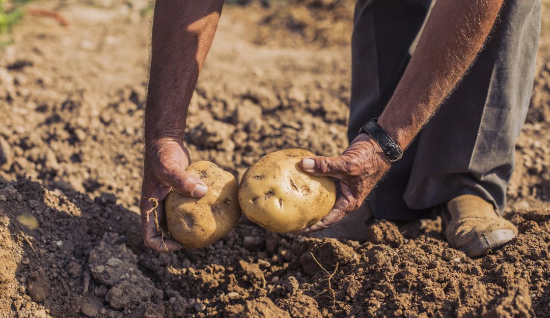 Ayuda campesinos: Cundinamarca comprará 1.200 toneladas de papa para ayudar a campesinos