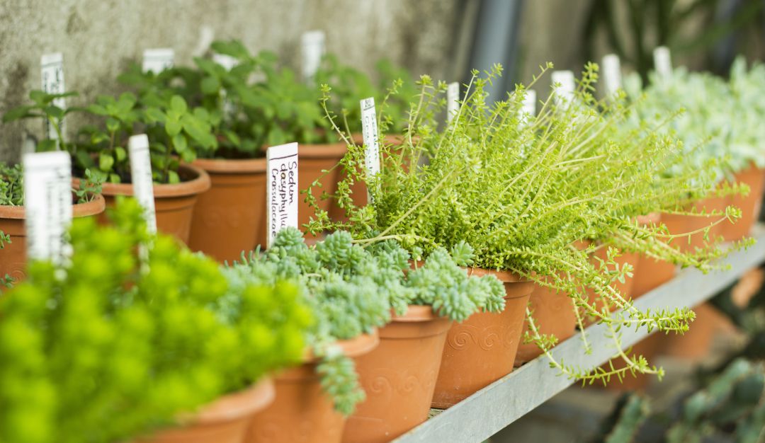 Hospital Tunal: Entregan plantas para cultivar huertas a pacientes con deficiencia renal